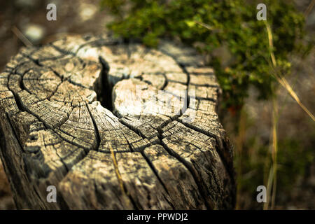 Vue rapprochée de la vieille souche Banque D'Images