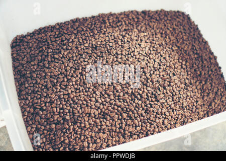 Les grains de café fraîchement torréfié provenant d'un grand torréfacteur de café est versé dans le cylindre de refroidissement. Motion Blur sur les haricots. Banque D'Images