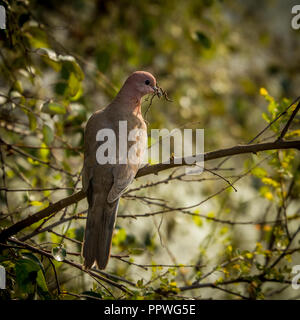 Dove avec des brindilles dans la bouche au Refuge d'oiseaux de Keoladeo, Rajasthan Banque D'Images