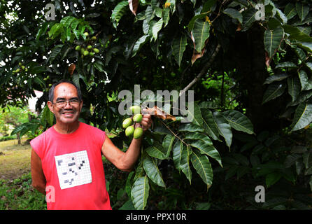 Pili Pili fruits sur un arbre. Banque D'Images