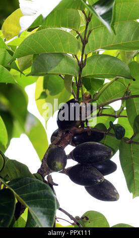 Pili Pili fruits sur un arbre. Banque D'Images
