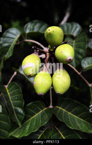 Pili Pili fruits sur un arbre. Banque D'Images
