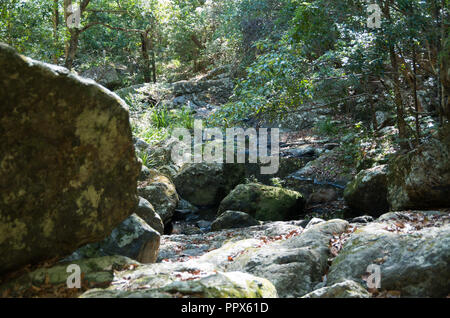 Gheerulla Creek en été Banque D'Images