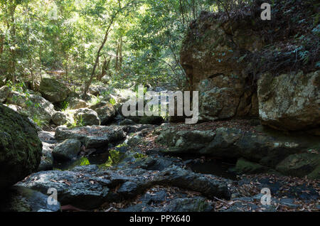 Gheerulla Creek en été Banque D'Images