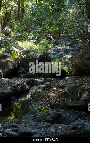 Gheerulla Creek en été Banque D'Images