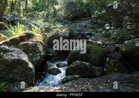Gheerulla Creek en été Banque D'Images