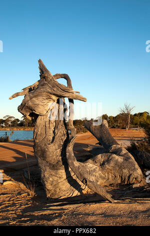 Hyden Australie, voir autour de Salt Lake avec dead tree trunk en fin d'après-midi Banque D'Images