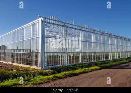 Tarleton, grandes structures de l'agriculture, l'utilisation de l'éclairage LED pour permettre la culture de 24 heures des tomates dans les serres à atmosphère contrôlée avec précision. Les complexes de l'horticulture à climat contrôlé de fermes au Royaume-Uni Banque D'Images