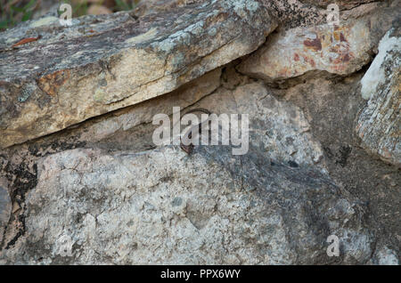 Scinque australienne encore sur une étagère à l'ubajee rock Lookout Banque D'Images