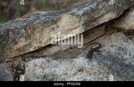Scinque australienne encore sur une étagère à l'ubajee rock Lookout Banque D'Images