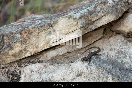 Scinque australienne encore sur une étagère à l'ubajee rock Lookout Banque D'Images