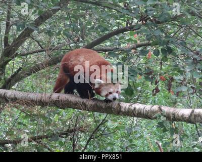 Le panda rouge, le Highland Wildlife Park, Kingussie, Highland, Scotland Banque D'Images