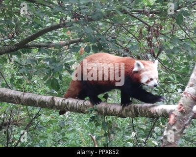 Le panda rouge, le Highland Wildlife Park, Kingussie, Highland, Scotland Banque D'Images