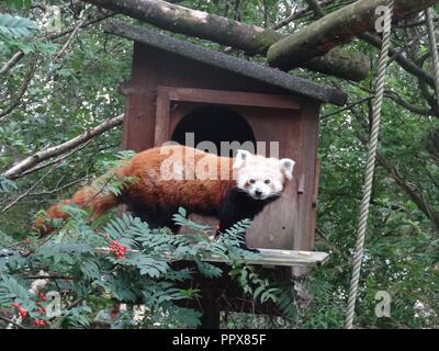 Le panda rouge, le Highland Wildlife Park, Kingussie, Highland, Scotland Banque D'Images