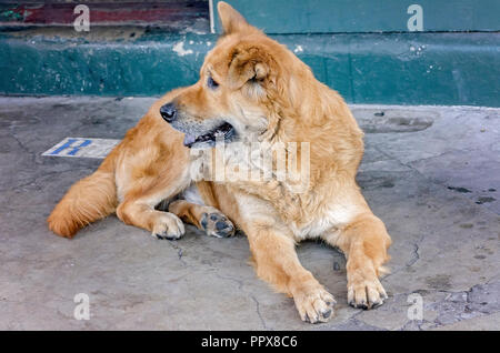 Un chien de race mixte, se bloque sur le trottoir dans le quartier français, le 15 novembre 2015, à la Nouvelle Orléans, Louisiane. Banque D'Images