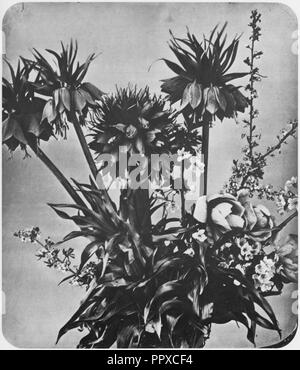 Braun, Adolphe - Blumen Banque D'Images