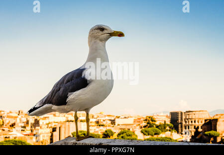 Une mouette sur le haut de la colline du Capitole, à Rome, avec le Forum Romain et le Colisée en arrière-plan. Banque D'Images