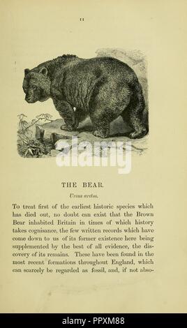 Animaux britannique disparu dans les temps historiques Banque D'Images