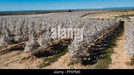 Floraison des Cerisiers sur un prés de l'Europe au printemps Banque D'Images