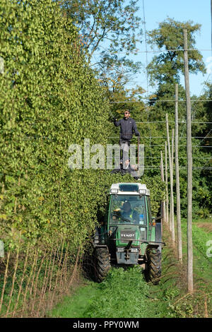 Ferme des stocks, Suckley, Worcestershire - Vendredi 28 Septembre 2018 - Les travailleurs saisonniers de l'UE à partir de la Pologne et de la Bulgarie ( houblon coupe Jester variété ) dans le beau soleil d'automne - après un long été chaud et sec cette années hop le rendement est bas sur les années précédentes. Face à l'incertitude des producteurs au cours des années de la population active en Brexit les négociations se poursuivent. Photo Steven Mai / Alamy Live News Banque D'Images