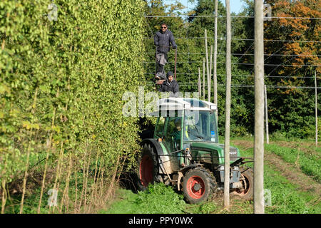 Ferme des stocks, Suckley, Worcestershire - Vendredi 28 Septembre 2018 - Les travailleurs saisonniers de l'UE à partir de la Pologne et de la Bulgarie ( houblon coupe Jester variété ) dans le beau soleil d'automne - après un long été chaud et sec cette années hop le rendement est bas sur les années précédentes. Face à l'incertitude des producteurs au cours des années de la population active en Brexit les négociations se poursuivent. Photo Steven Mai / Alamy Live News Banque D'Images