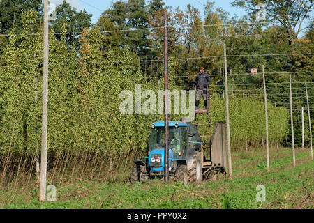Ferme des stocks, Suckley, Worcestershire - Vendredi 28 Septembre 2018 - Les travailleurs saisonniers de l'UE à partir de la Pologne et de la Bulgarie ( houblon coupe Jester variété ) dans le beau soleil d'automne - après un long été chaud et sec cette années hop le rendement est bas sur les années précédentes. Face à l'incertitude des producteurs au cours des années de la population active en Brexit les négociations se poursuivent. Photo Steven Mai / Alamy Live News Banque D'Images