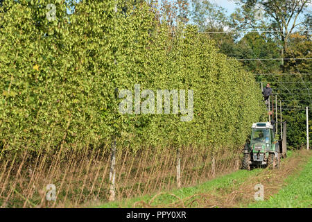 Ferme des stocks, Suckley, Worcestershire - Vendredi 28 Septembre 2018 - Les travailleurs saisonniers de l'UE à partir de la Pologne et de la Bulgarie ( houblon coupe Jester variété ) dans le beau soleil d'automne - après un long été chaud et sec cette années hop le rendement est bas sur les années précédentes. Face à l'incertitude des producteurs au cours des années de la population active en Brexit les négociations se poursuivent. Photo Steven Mai / Alamy Live News Banque D'Images