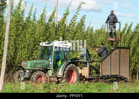 Ferme des stocks, Suckley, Worcestershire - Vendredi 28 Septembre 2018 - Les travailleurs saisonniers de l'UE à partir de la Pologne et de la Bulgarie ( houblon coupe Jester variété ) dans le beau soleil d'automne - après un long été chaud et sec cette années hop le rendement est bas sur les années précédentes. Face à l'incertitude des producteurs au cours des années de la population active en Brexit les négociations se poursuivent. Photo Steven Mai / Alamy Live News Banque D'Images