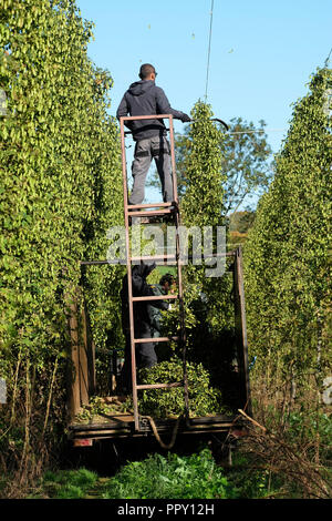 Ferme des stocks, Suckley, Worcestershire - Vendredi 28 Septembre 2018 - Les travailleurs saisonniers de l'UE à partir de la Pologne et de la Bulgarie ( houblon coupe Jester variété ) dans le beau soleil d'automne - après un long été chaud et sec cette années hop le rendement est bas sur les années précédentes. Face à l'incertitude des producteurs au cours des années de la population active en Brexit les négociations se poursuivent. Photo Steven Mai / Alamy Live News Banque D'Images