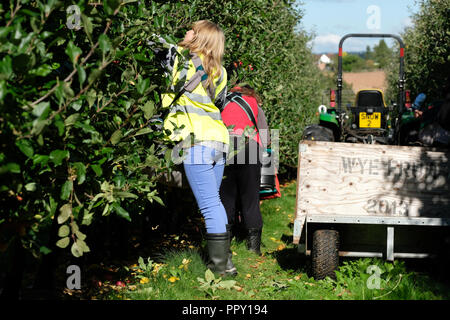 Ferme des stocks, Suckley, Worcestershire - Vendredi 28 Septembre 2018 - Les travailleurs saisonniers de l'UE à partir de la Pologne et de la Bulgarie la cueillette pommes Gala de l'amende automne Sunshine - face à l'incertitude des producteurs au cours des années de la population active en Brexit les négociations se poursuivent. Photo Steven Mai / Alamy Live News Banque D'Images