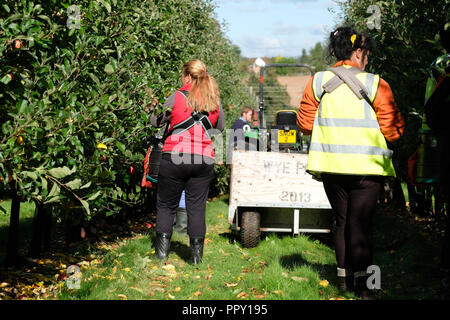 Ferme des stocks, Suckley, Worcestershire - Vendredi 28 Septembre 2018 - Les travailleurs saisonniers de l'UE à partir de la Pologne et de la Bulgarie la cueillette pommes Gala de l'amende automne Sunshine - face à l'incertitude des producteurs au cours des années de la population active en Brexit les négociations se poursuivent. Photo Steven Mai / Alamy Live News Banque D'Images