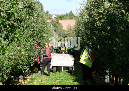 Ferme des stocks, Suckley, Worcestershire - Vendredi 28 Septembre 2018 - Les travailleurs saisonniers de l'UE à partir de la Pologne et de la Bulgarie la cueillette pommes Gala de l'amende automne Sunshine - face à l'incertitude des producteurs au cours des années de la population active en Brexit les négociations se poursuivent. Photo Steven Mai / Alamy Live News Banque D'Images