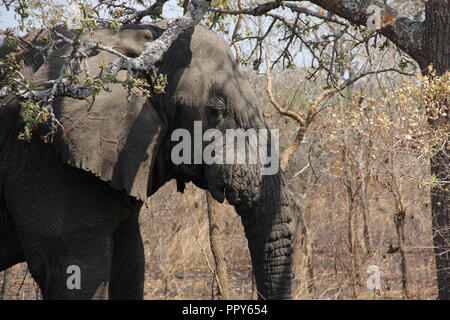 Kigali. 28 Sep, 2018. File photo prise le mois de juillet. 23, 2014 montre Mutware, l'un des plus vieux éléphants, vivant dans le parc national de l'Akagera, l'est du Rwanda. Les amateurs de la faune rwandais et d'écologistes déplorent la mort de l'un des pays les plus vieux éléphants, qui est décédé paisiblement à l'âge de 48 ans. Credit : Cyril Ndegeya/Xinhua/Alamy Live News Banque D'Images