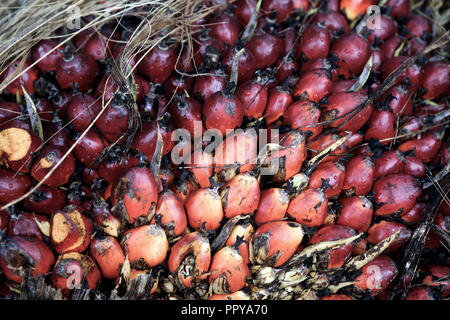 L'huile de palme récolté les fruits préparés pour le transport au Bornéo, Malaisie Banque D'Images