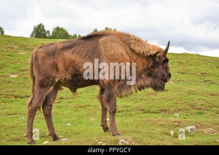 Bison d'Europe, le Highland Wildlife Park, Kingussie, Highland, Scotland Banque D'Images