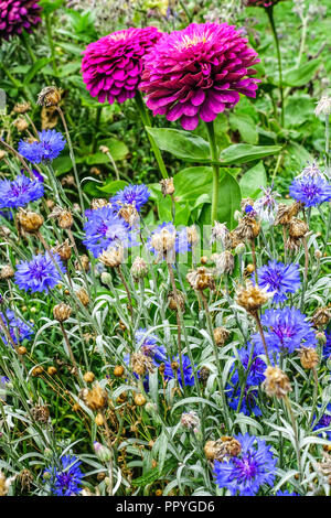 Bleuet, Centaurea cyanus en bleu lit de jardin fleurs annuelles Banque D'Images