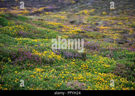 L'ajonc jaune et violet Heather sur Holyhead Mountain, Anglesey, Pays de Galles, Royaume-Uni Banque D'Images