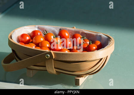 Gardener's delight les tomates dans un panier trug Banque D'Images