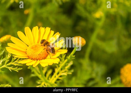 C'est une photographie de l'Apiculture en tenant de l'alimentation d'un tournesol fleur soleil jardin. L'image prise au crépuscule, à l'aube, dans la journée sur un jour nuageux. Banque D'Images