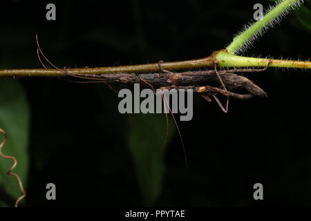 Paire d'accouplement stick insectes Banque D'Images