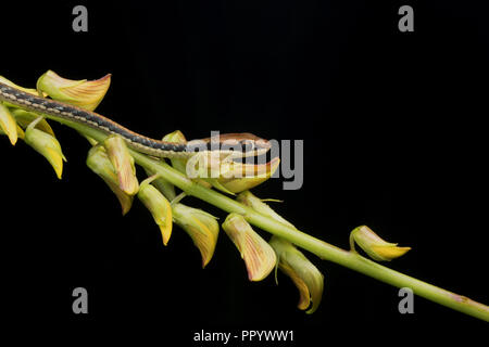 Petit Serpent, Dendralaphis Bronzeback peint pictus reposant sur une petite branche. Banque D'Images