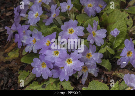 Une primevère, Primula heterochroma, ou Primula vulgaris ssp. heterochroma de est de la Turquie et l'Iran. Banque D'Images