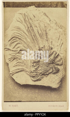 Un fossile de crinoïde ; William Hart, britannique, active Birmingham, Angleterre 1860, 1865 - 1870, à l'albumine argentique Banque D'Images
