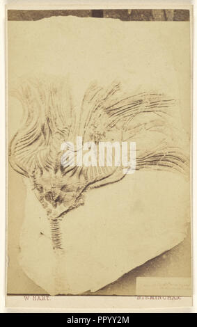 Un fossile de crinoïde ; William Hart, britannique, active Birmingham, Angleterre 1860, 1865 - 1870, à l'albumine argentique Banque D'Images