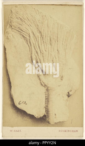 Un fossile de crinoïde ; William Hart, britannique, active Birmingham, Angleterre 1860, 1865 - 1870, à l'albumine argentique Banque D'Images