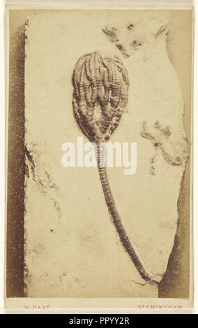 Un fossile de crinoïde ; William Hart, britannique, active Birmingham, Angleterre 1860, 1865 - 1870, à l'albumine argentique Banque D'Images