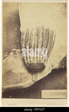 Un fossile de crinoïde ; William Hart, britannique, active Birmingham, Angleterre 1860, 1865 - 1870, à l'albumine argentique Banque D'Images