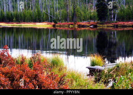 Scène d'automne le long de la Lewis River in Yellowstone National Park Banque D'Images