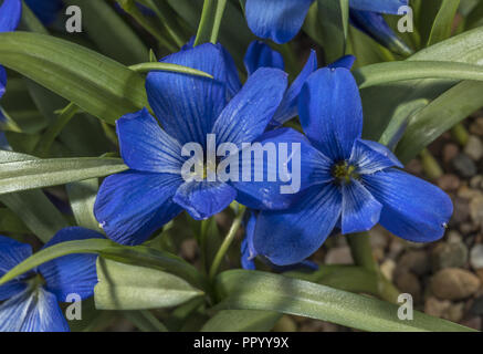 Crocus bleu chilien, Tecophilaea cyanocrocus, du Chili, en culture. Aujourd'hui pratiquement disparu à l'état sauvage. Banque D'Images