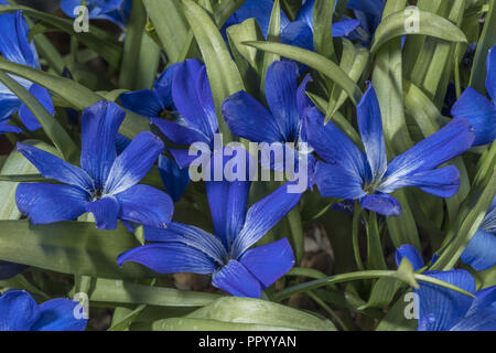 Crocus bleu chilien, Tecophilaea cyanocrocus, du Chili, en culture. Aujourd'hui pratiquement disparu à l'état sauvage. Banque D'Images